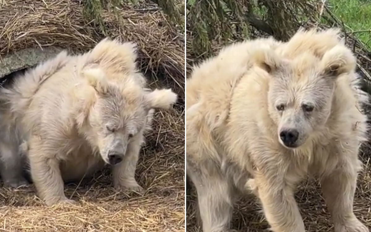 Sleepy Bear Emerges From Den In Very Relatable Video: ‘Me On A Monday’