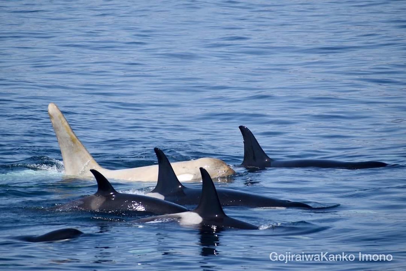 Extremely Rare' White Orca Spotted in the Wild - Newsweek