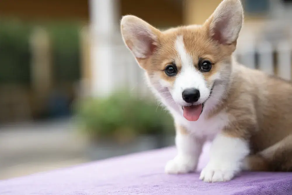 iStock / Getty Images Plus