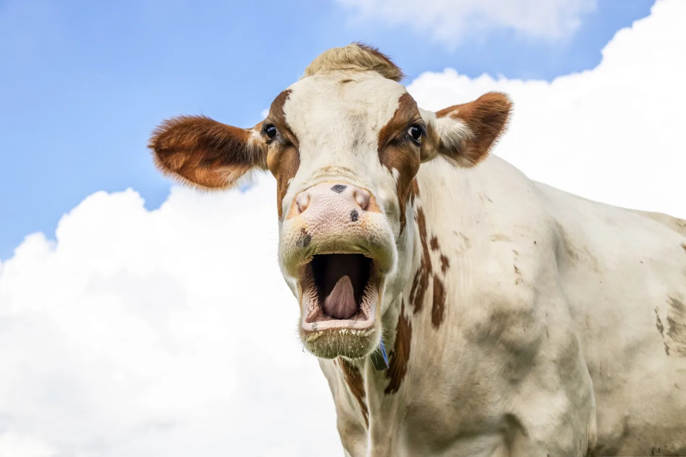 Blind Cow Rescued From Dairy Farm After 19 Years Thanks Owner in Cute ...