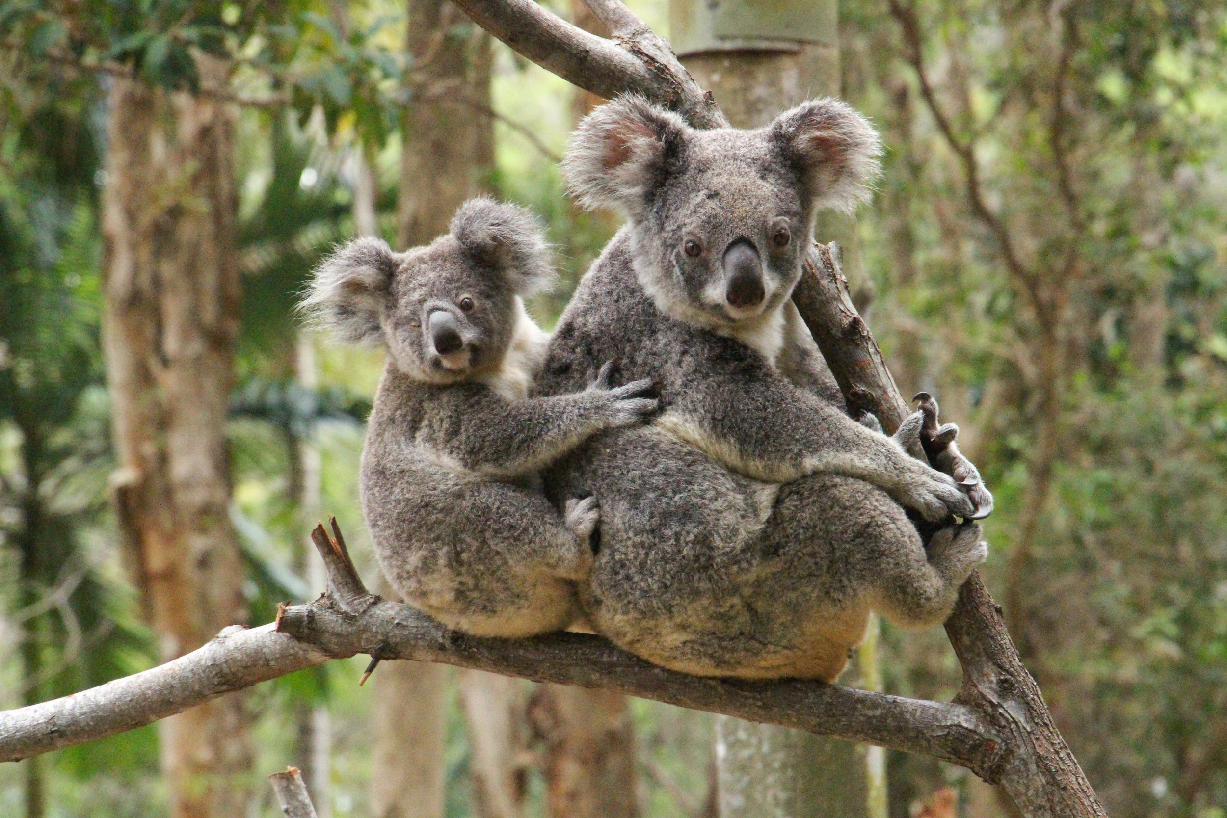 ‘Punch, Meet Rafa’: Orphaned Baby Koala Melts Hearts With His Stuffed Toy