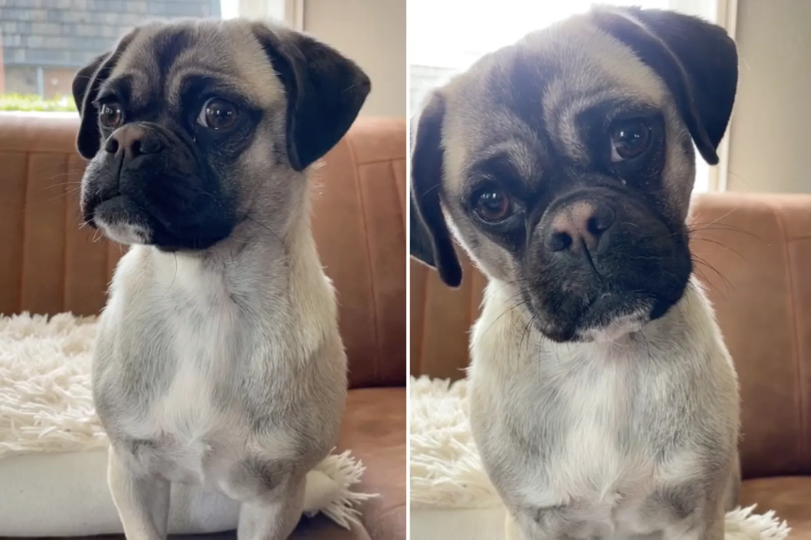 pugs Retro Pug' Bred Back to Its Original Look Shocks Internet - Newsweek