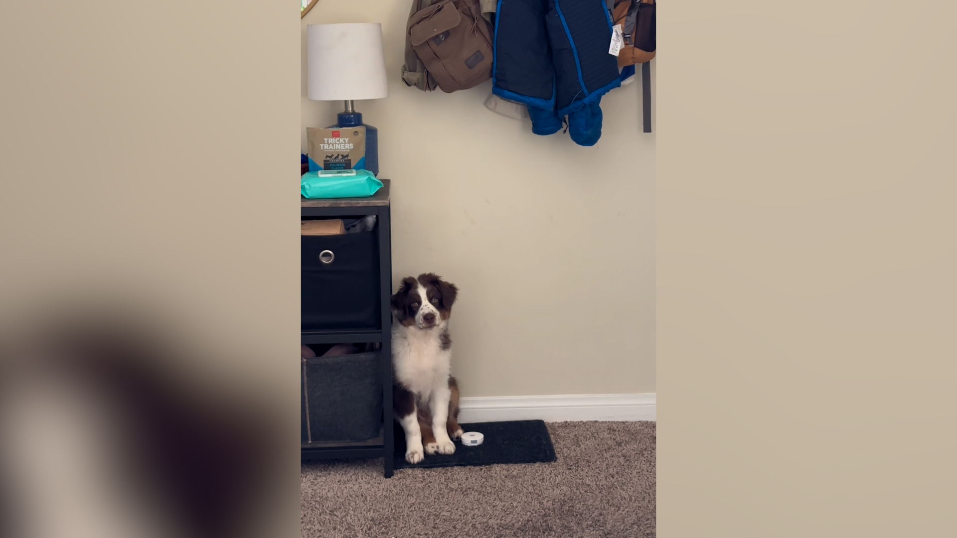 How to Toilet Train a Rescue Dog: Easy Steps for Success
