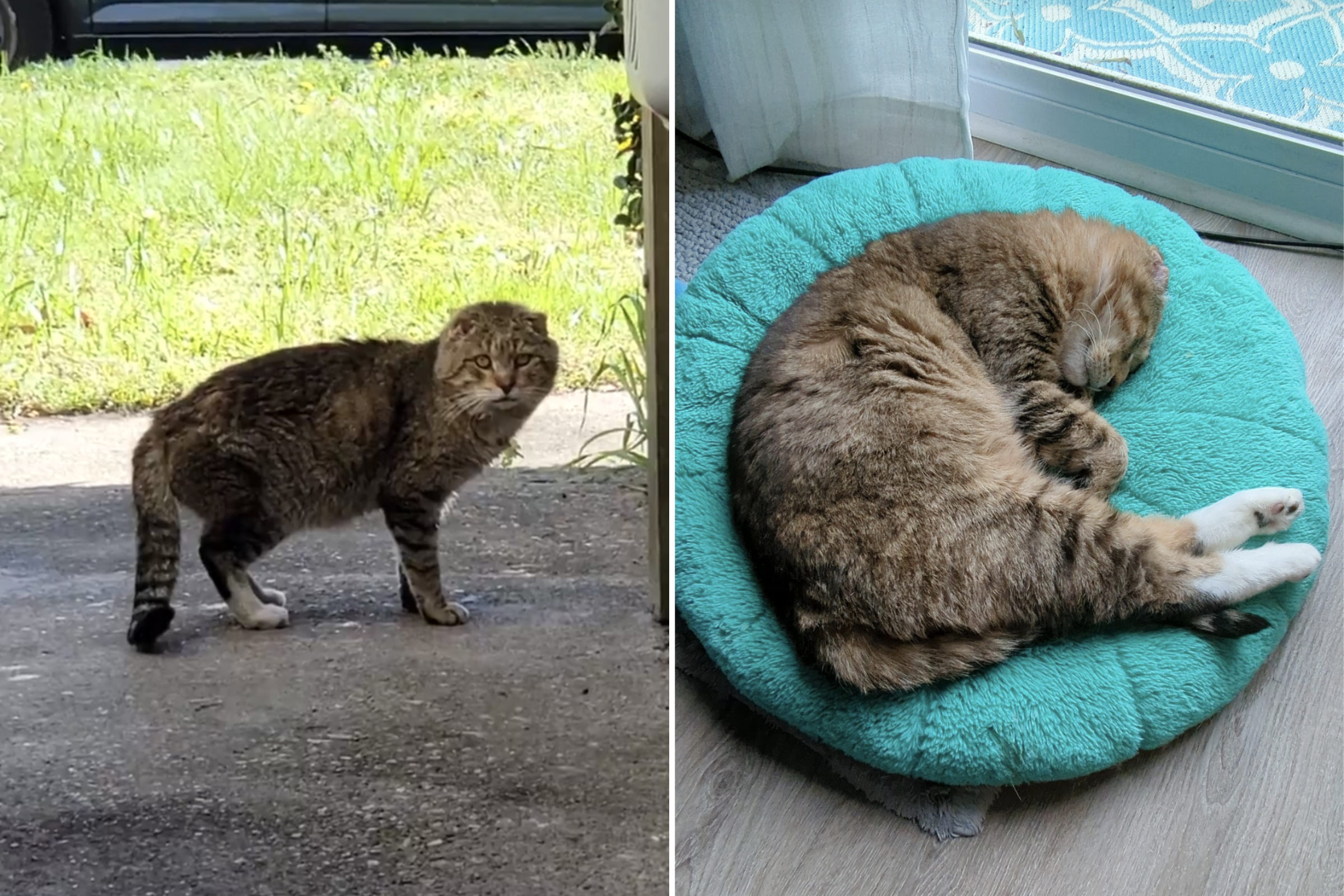 Stray Cat's Transformation Stuns Internet After Finding Forever