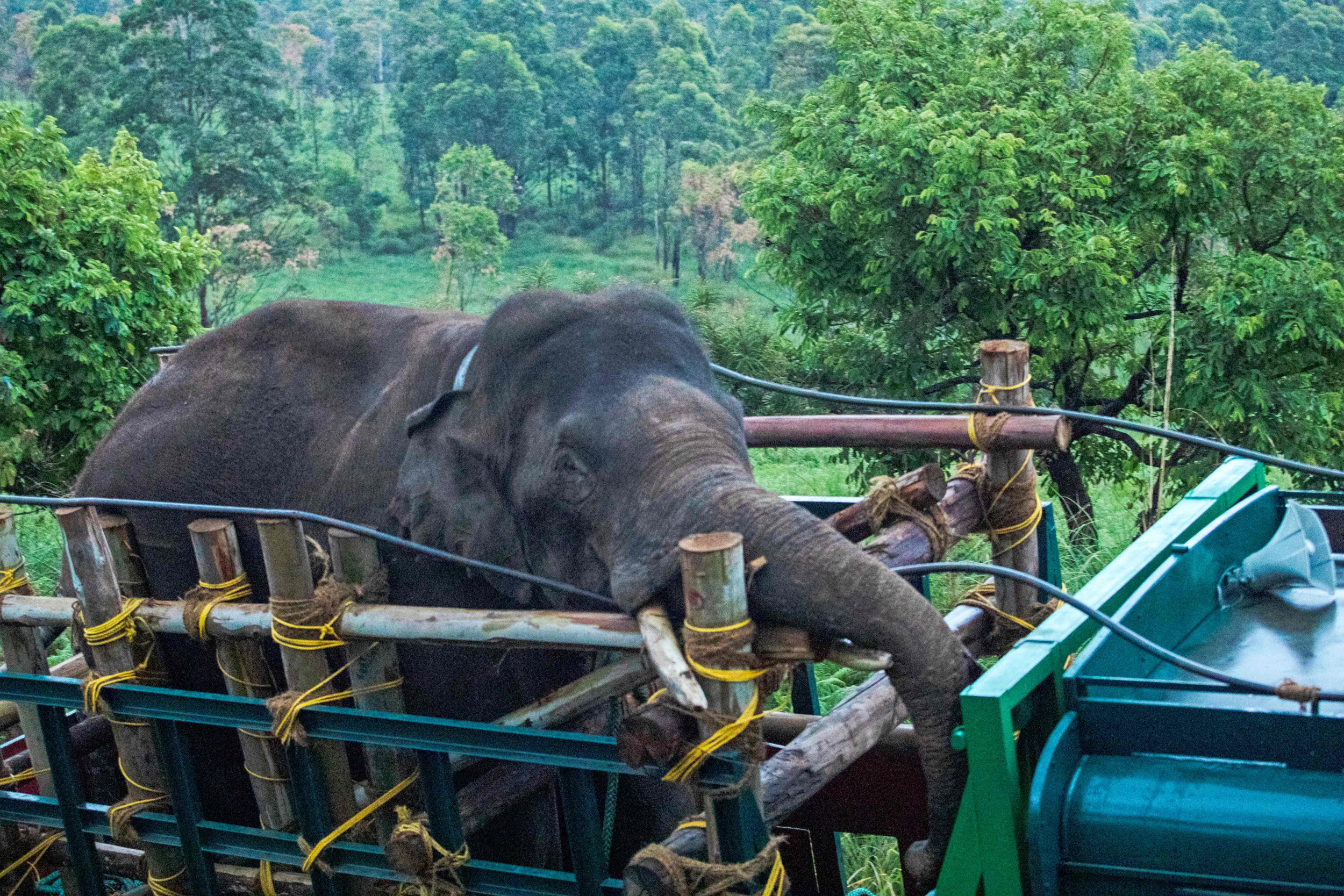 Killer Elephant Terrifies Villagers With Deadly Rampages - Newsweek