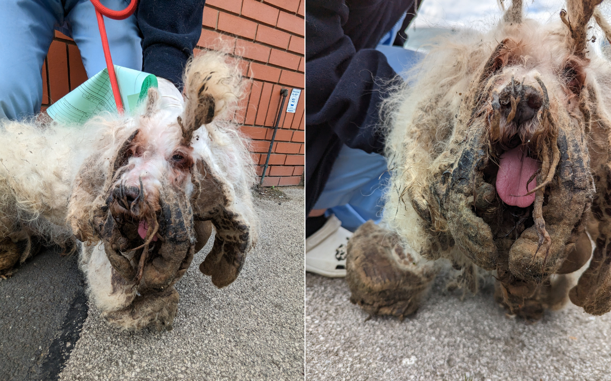 Abused Dog Unrecognizable After 4 Pounds of Severely Matted Fur Shaved Off  - Newsweek
