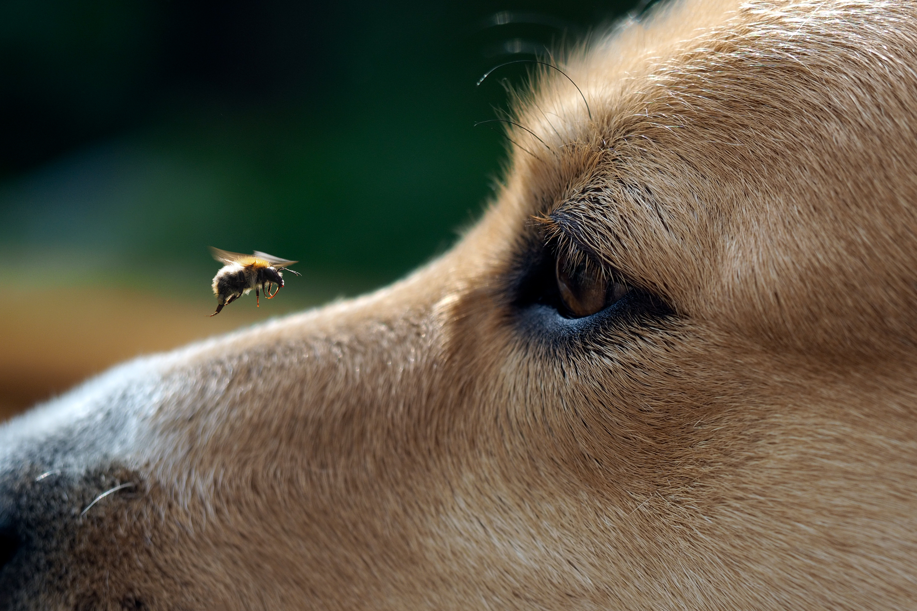Puppy Left With Swollen Lips After Bee Sting, Vet Explains What to