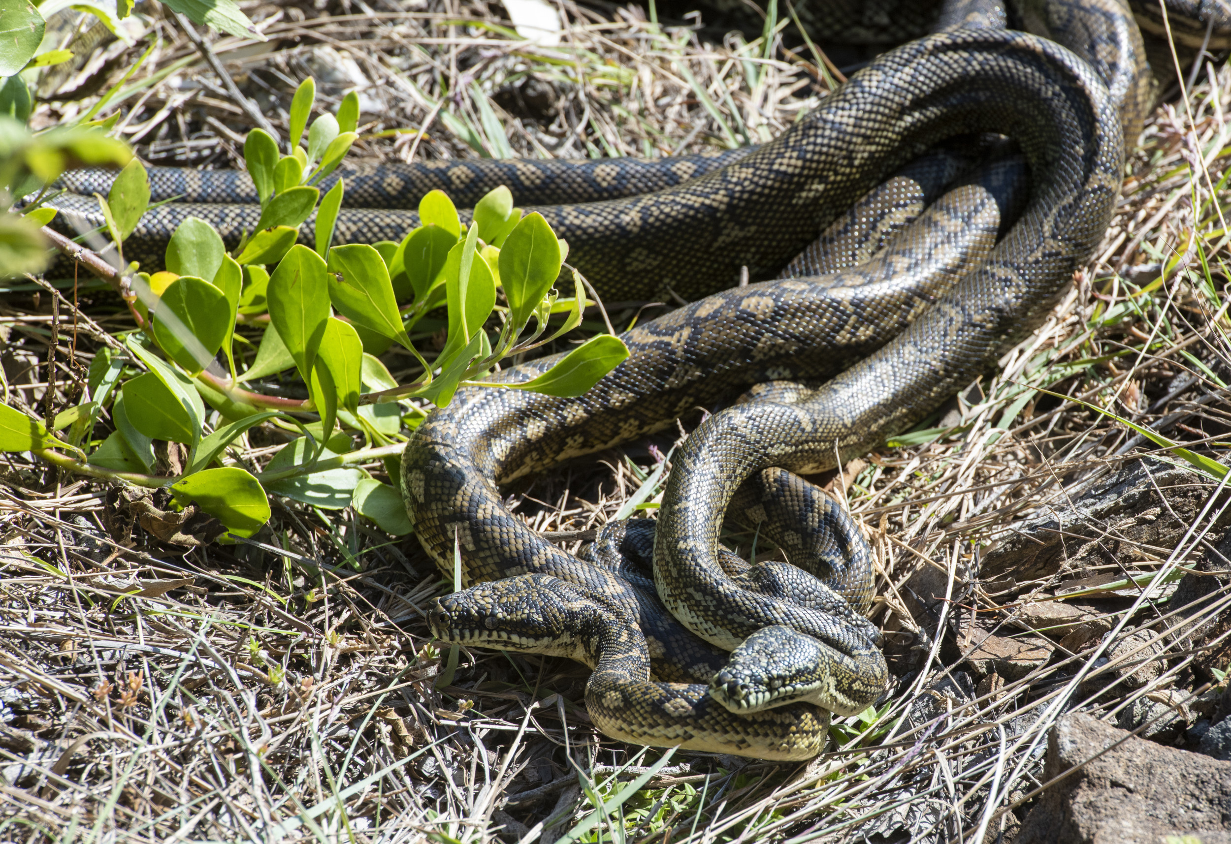 Video Shows Two Huge Snakes Pulled From Behind Kitchen Microwave