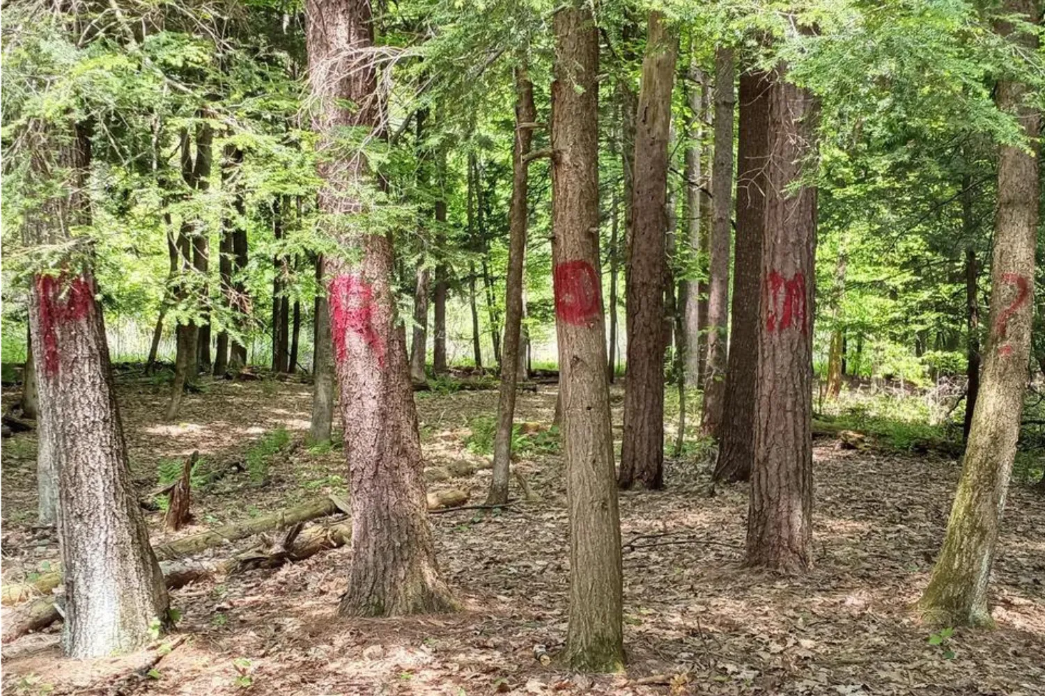 Someone Asked Their Date to Prom by Graffitiing &lsquo;Promposal&rsquo; on Trees