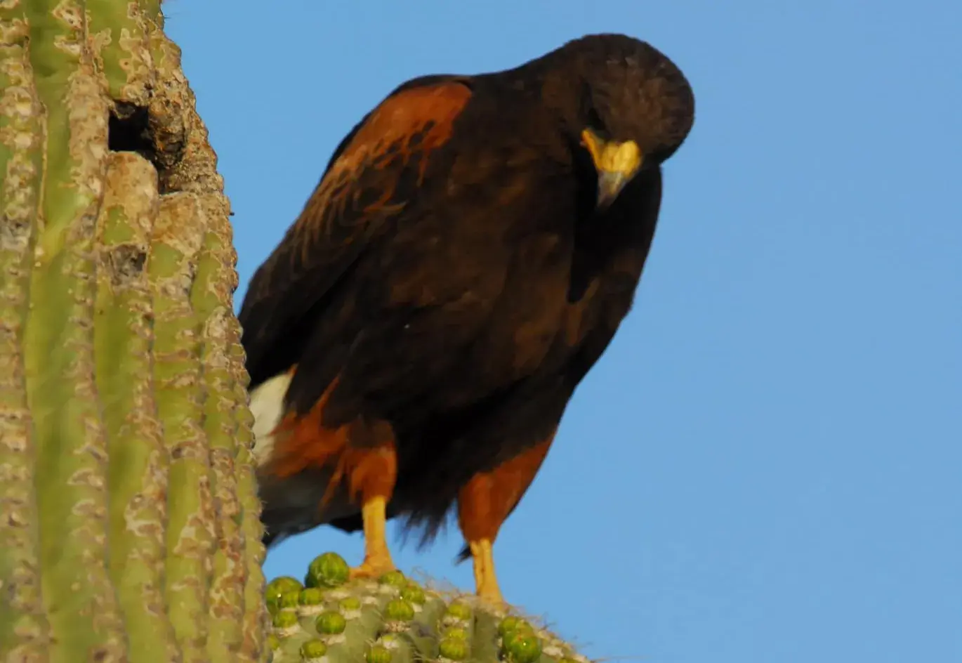 Hawks in Arizona