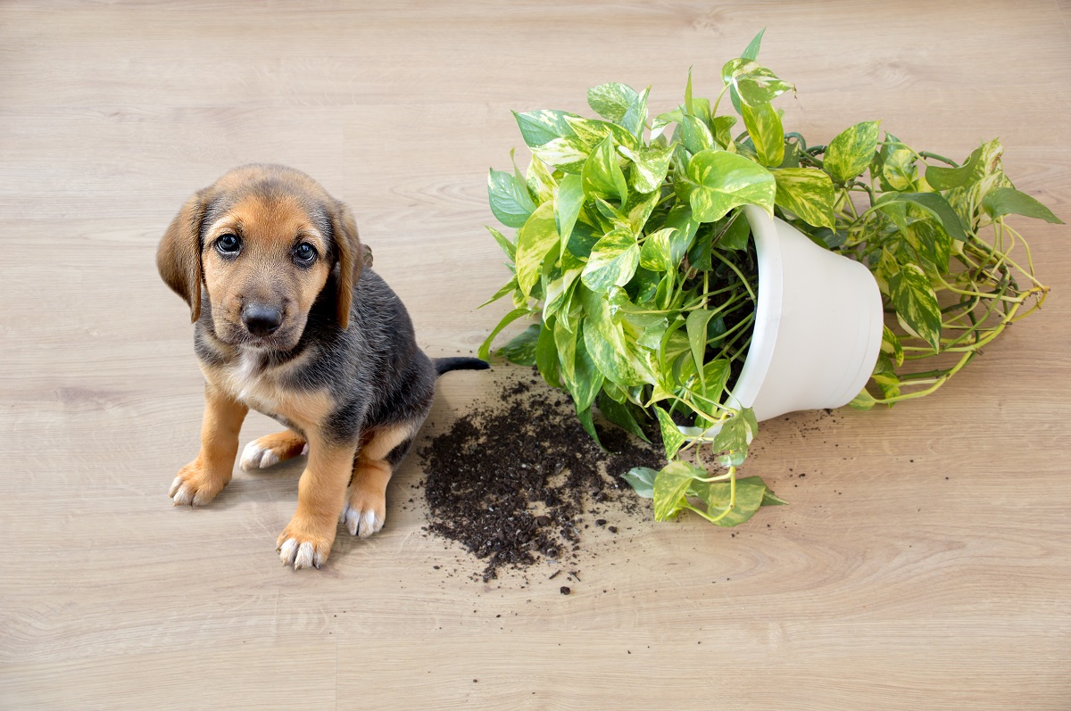 The Top 5 Most Poisonous Indoor Plants to Dogs, According to a Vet