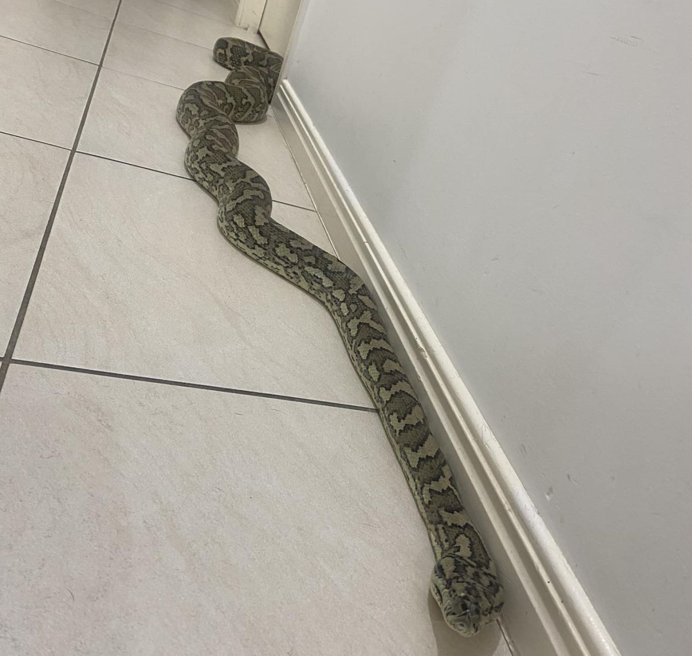 Python Animal House Couple Shocked To Find 8-Foot Python in Hallway: ‘It’s Her House Now ...