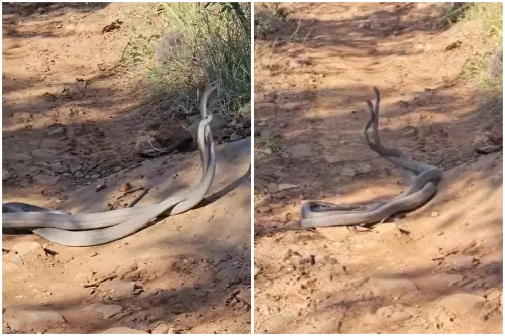 Huge Black Mambas Filmed Wrestling for a Mate Outside Bedroom Window ...