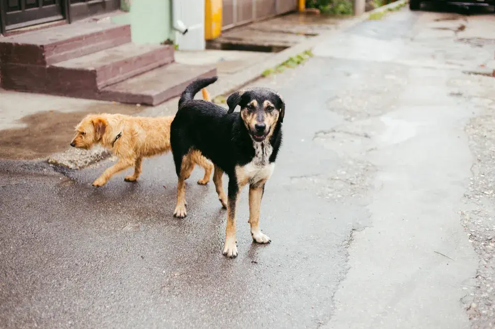 Irish Wolfhound Showing Puppy That Rain Isn’t to Be Feared Melts Hearts