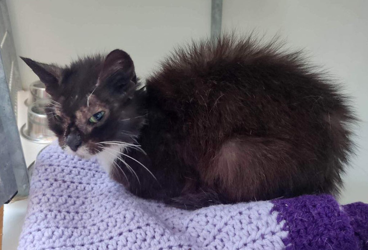 Dozens of Cats and Dogs Found Dead in Home Freezers: ‘Total Horror ...