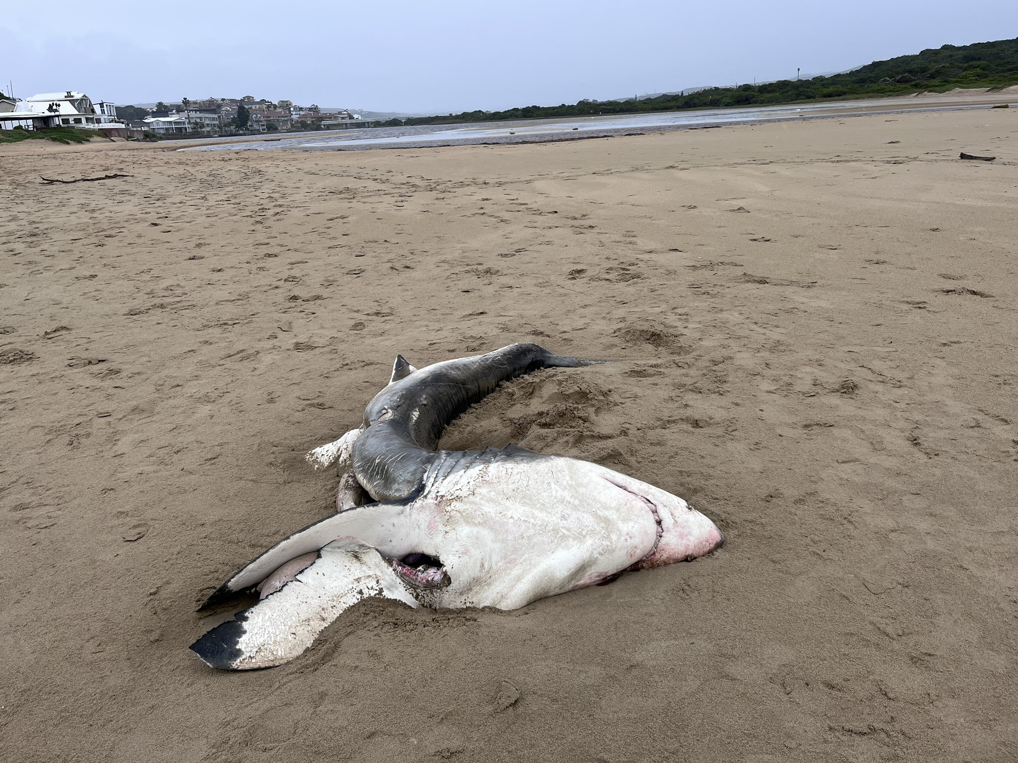 Dead Shark Washes Up on Beach Hours After Killer Whale Hunting
