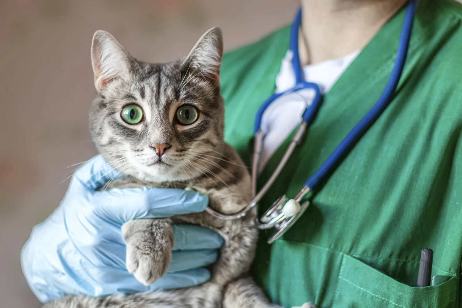 Rescue Cat Makes Incredible Recovery After Being Found ‘Severely Burned ...