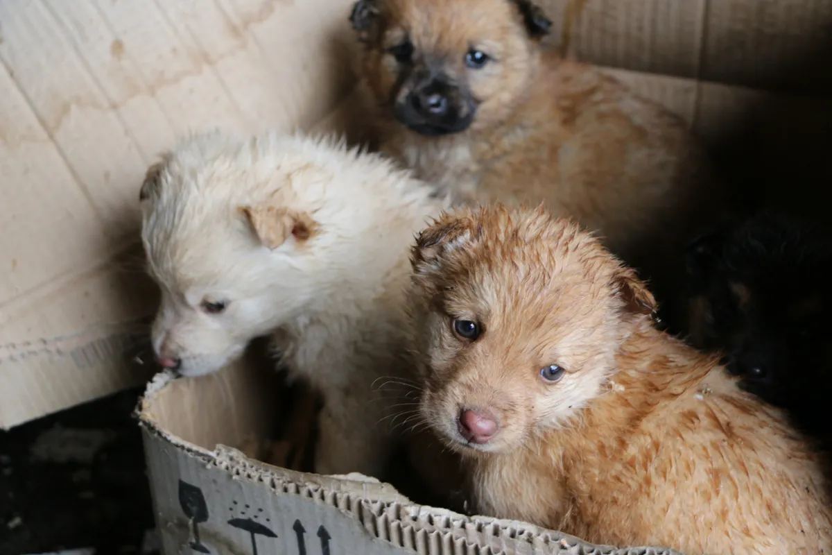 Dog Dumped in Cleveland Takes Rescuer to Her Puppies in Heartbreaking ...
