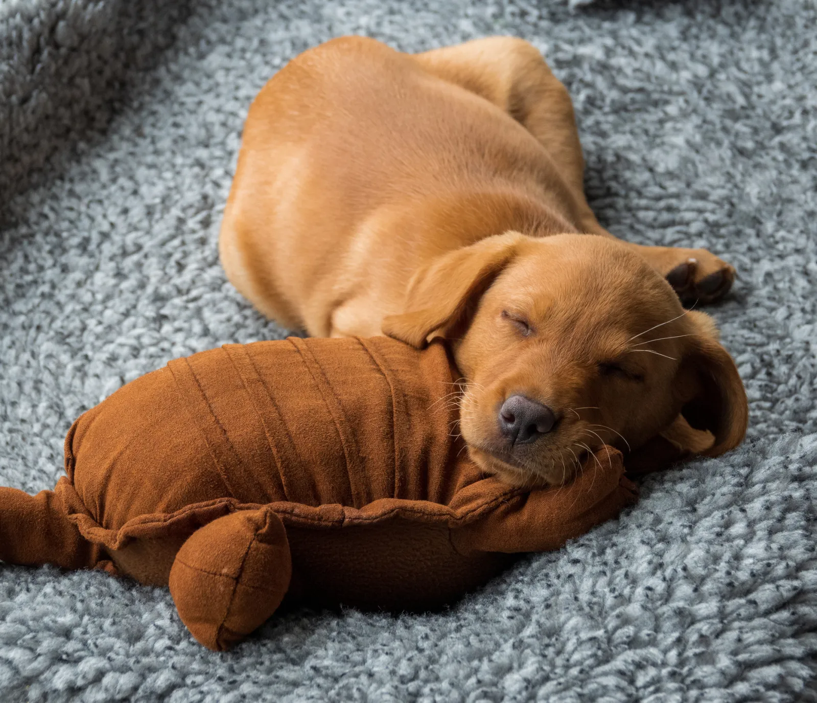Fox Red Labrador Pup Can't Decide Where To Sleep in Cute Clip: 'I Choose?'  - Newsweek, image size:1599x1375