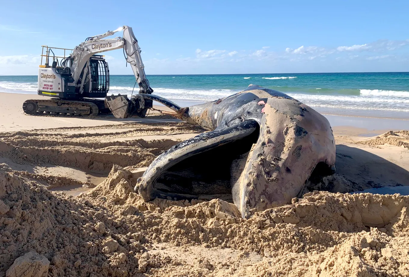 excavator-called-in-to-remove-rotting-18-tonne-whale-carcass-on-beach