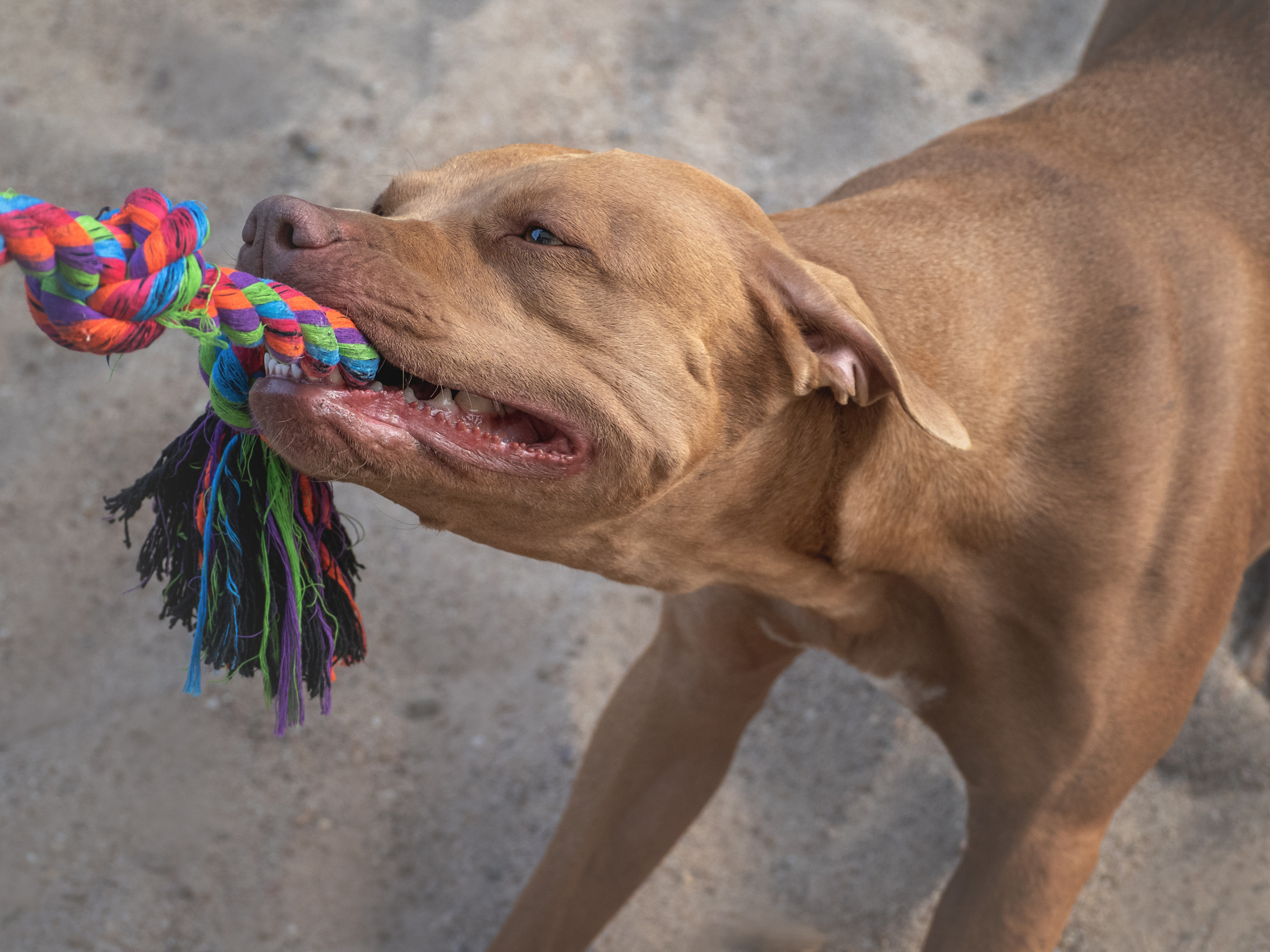 Can You Donate Used Dog Toys: Essential Tips for Giving Back