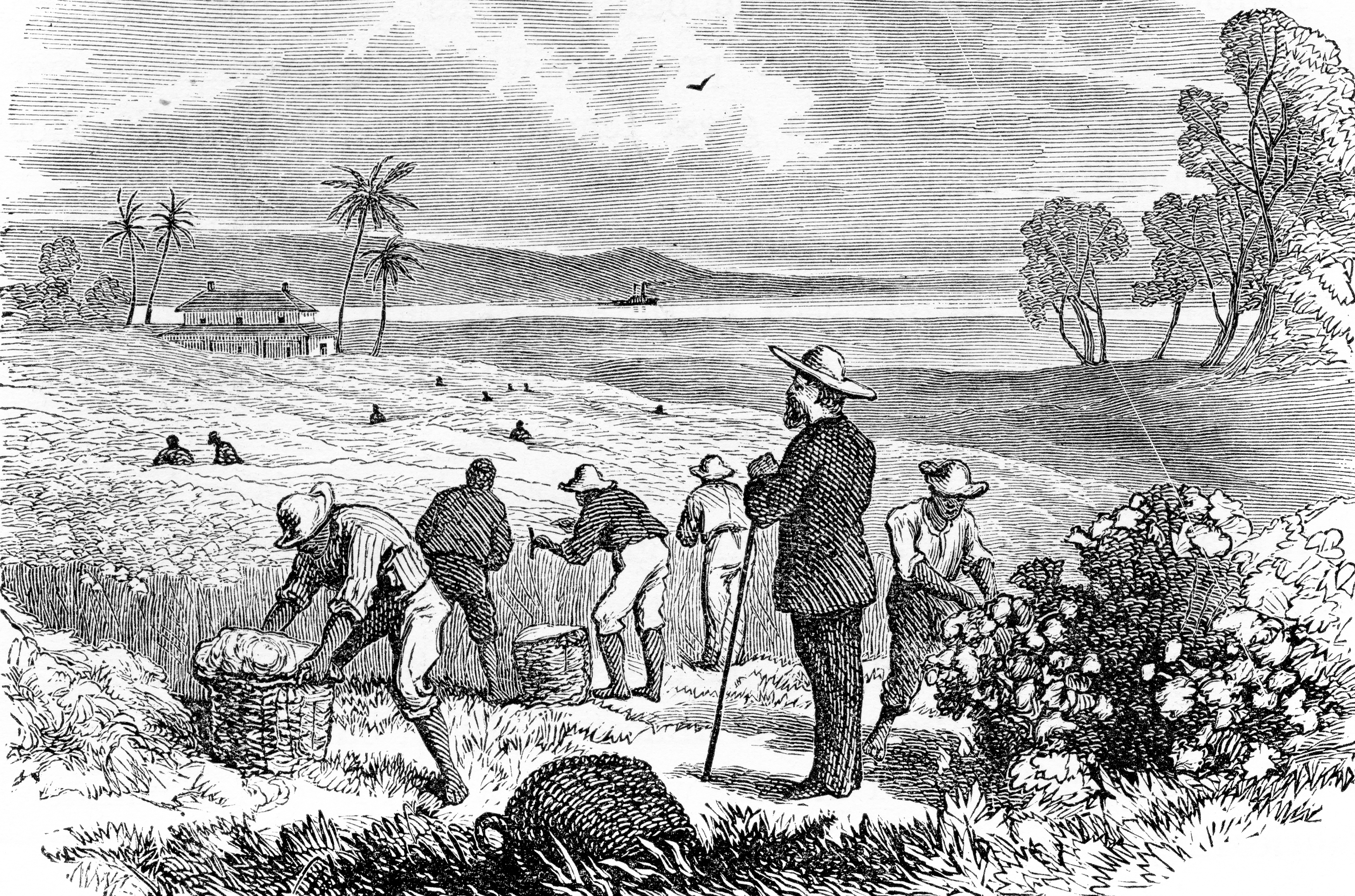 slaves on tobacco plantations Image of PLANTATION, C1700. - A Virginia Tobacco Plantation Depicted On An Engraved English Tobacco Label. Engraving, C1700. From Granger Other traded goods