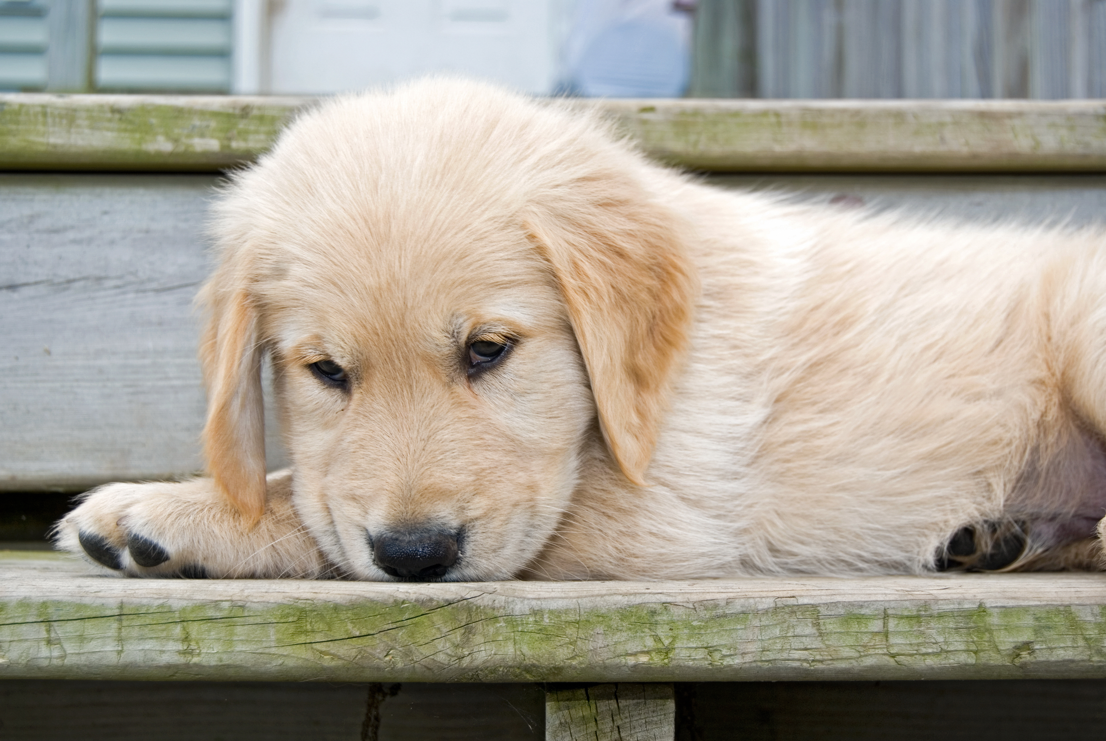 Golden Retriever Puppy Trying To Work Out How To Use Stairs Melts