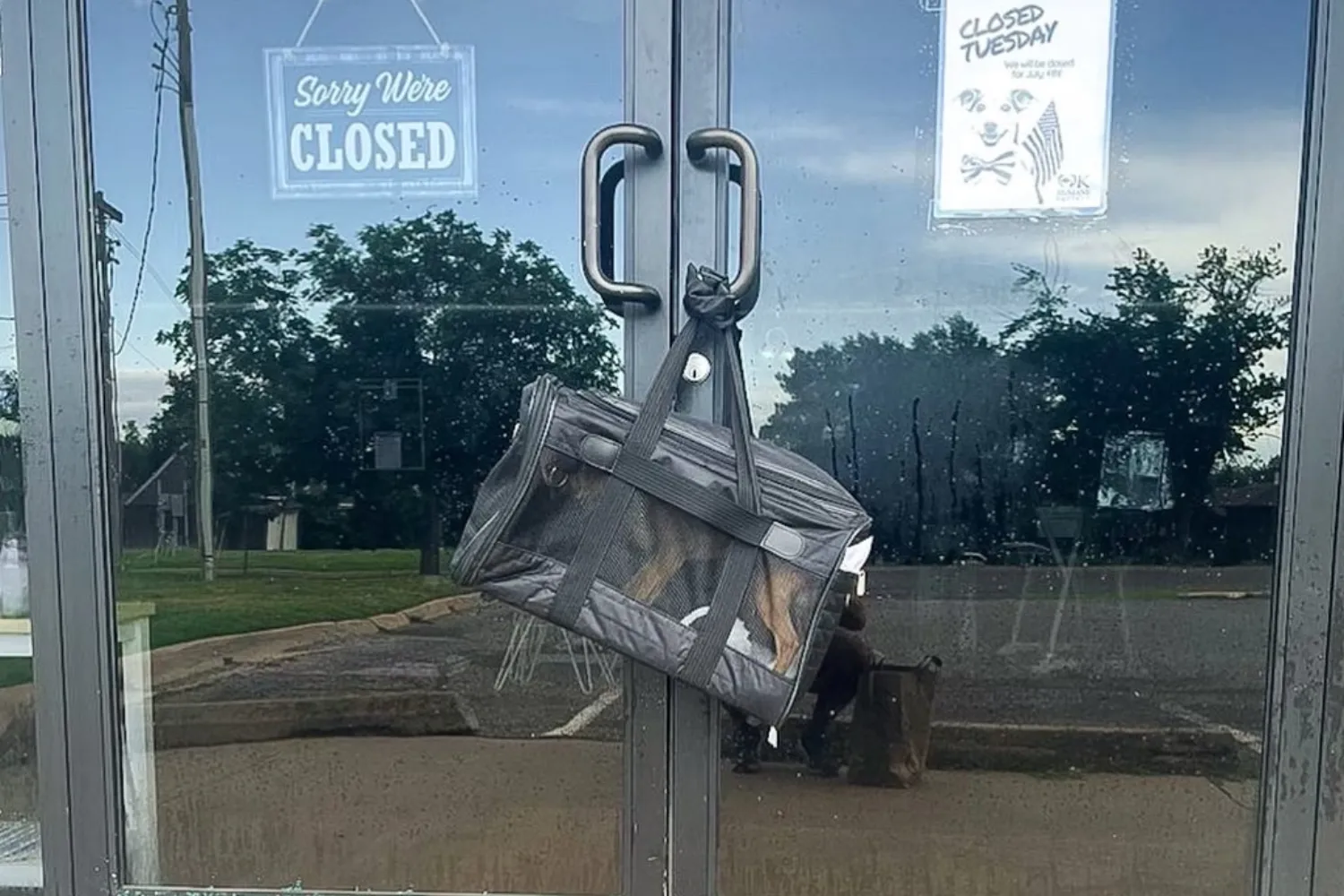 Dog Dumped on Shelter’s Door Handle in a Bag Found by Staff in the ...