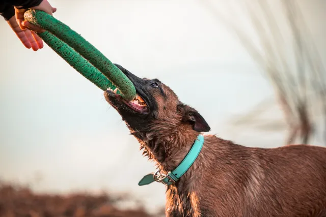 Belgian Malinois Goes Viral for His Antics After Reaching ‘Teen Period ...