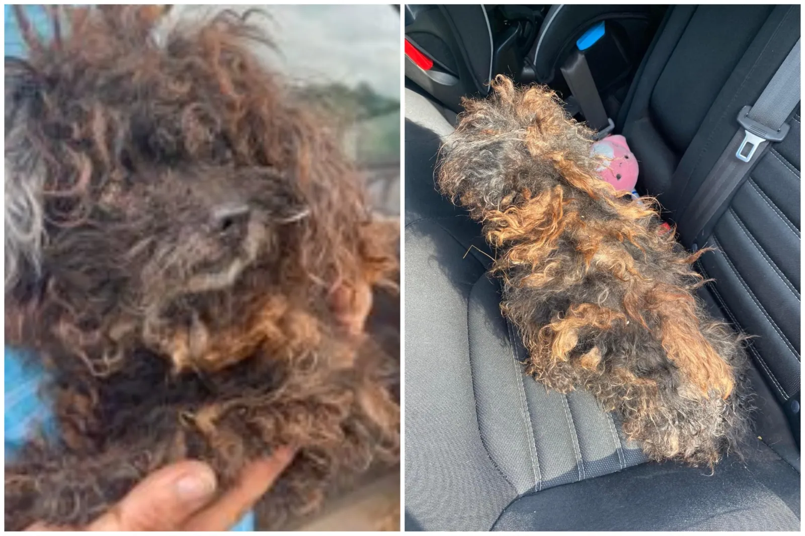 Abandoned Dog So Matted He Looked Like a 'Wig ...