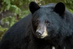 Aggressive Bear That Charged Officers Euthanized