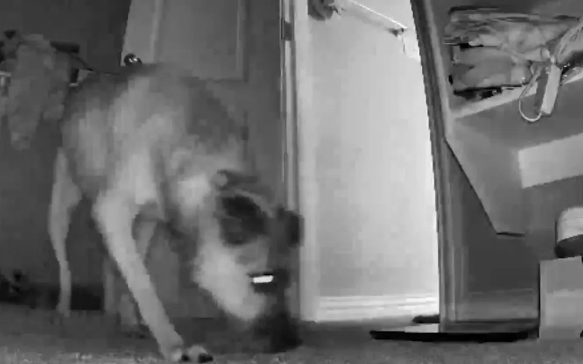 Pet Owner Shocked to Discover What Rescue Dog Does When Left ...