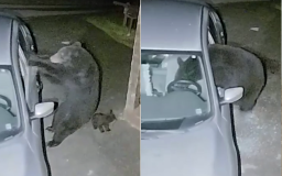 ‘Hungry’ Mama Bear Smashing Car Window and Climbing Inside Caught on Camera