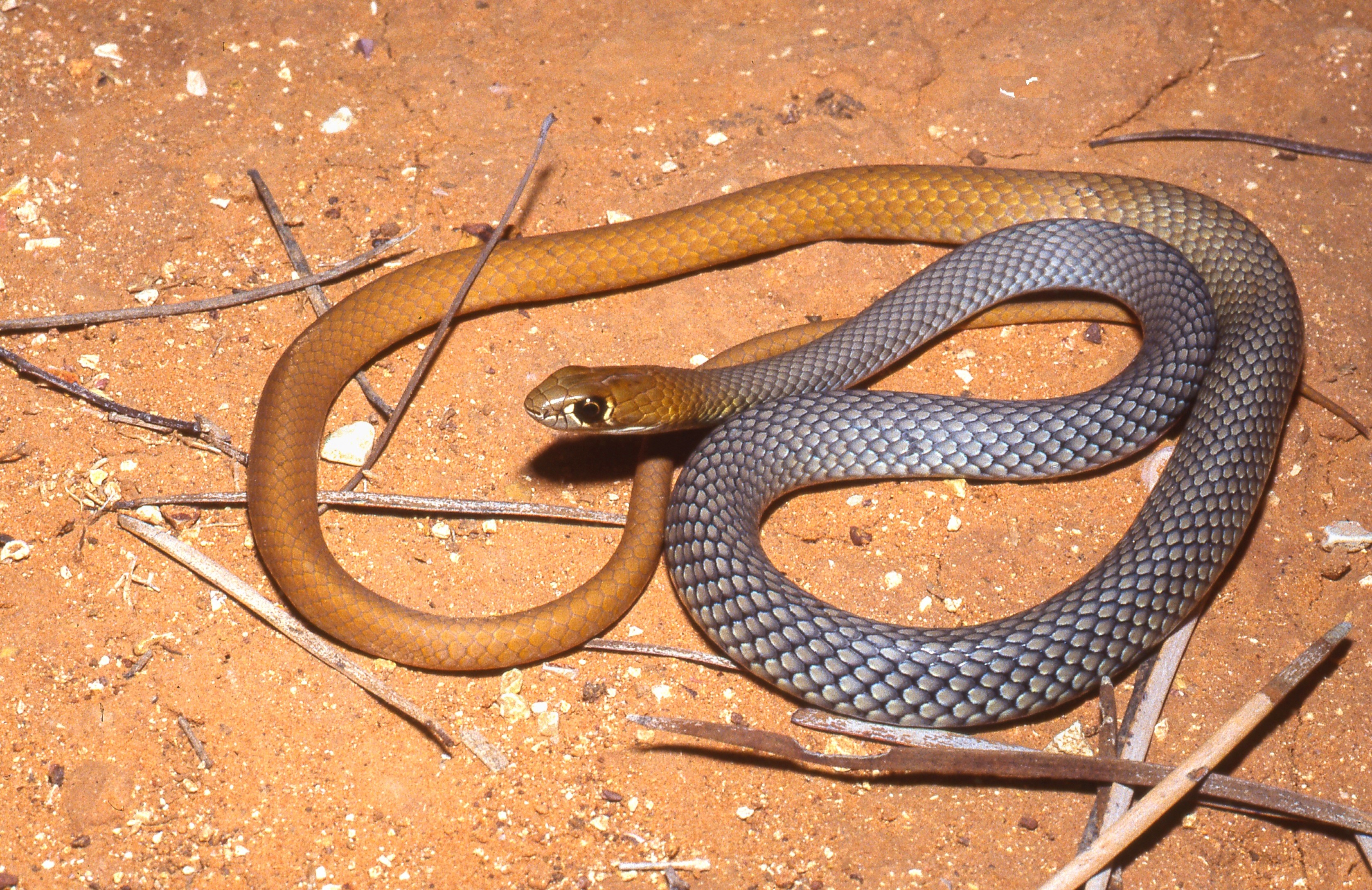 New Venomous Snake Species Discovered: 'Absolutely Awesome' - Newsweek