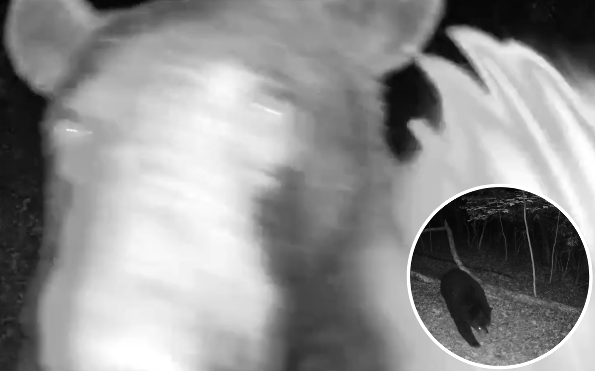 Black bear attacks doorbell camera