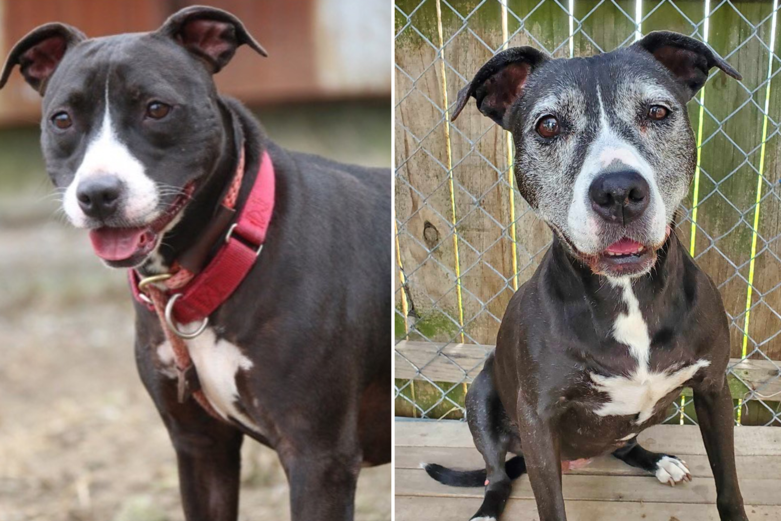 Senior Dog ‘Overlooked’ in Shelter for 11 Years Finally Gets Forever ...