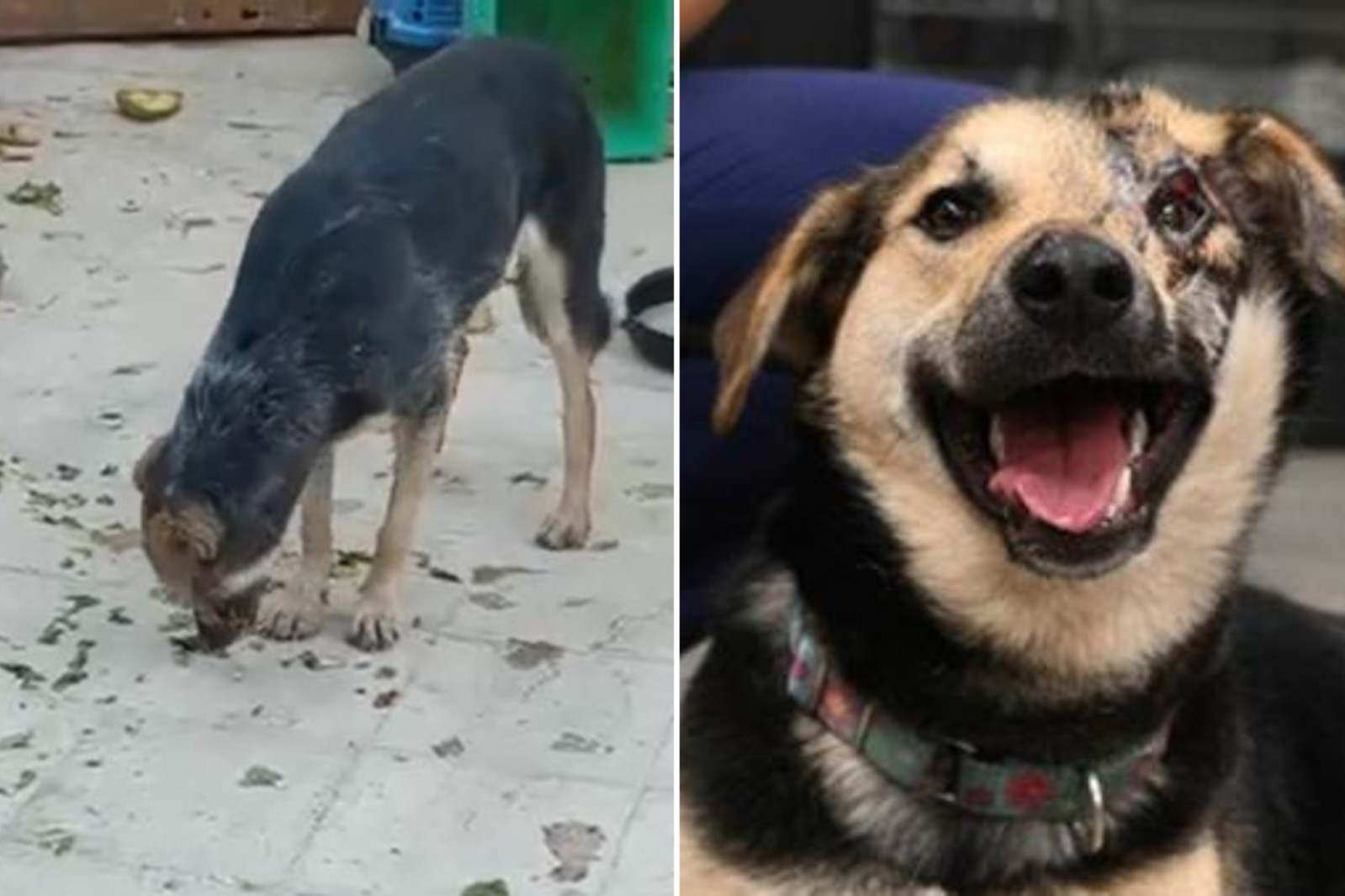 Sweet and Loving' Dog Injured in Acid Attack Searching f... - Newsweek