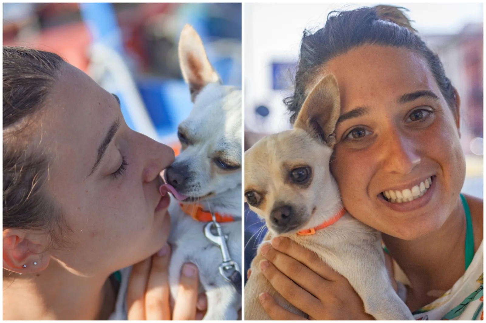 Dog Goes Missing from Las Vegas Home, Turns Up 330 Miles Away - Newsweek