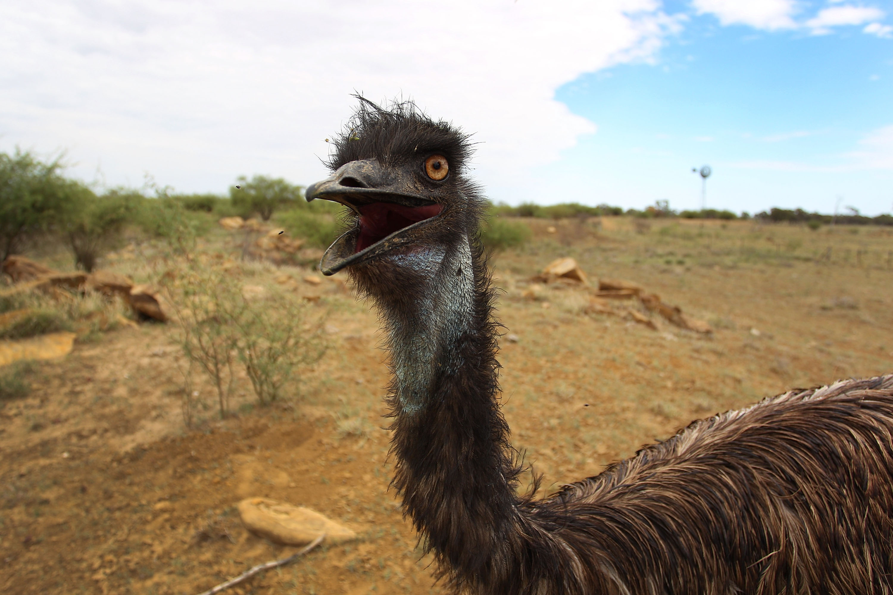 Ohio Officers Give Chase to Runaway Emu Dubbed 'Big Bird' - Newsweek