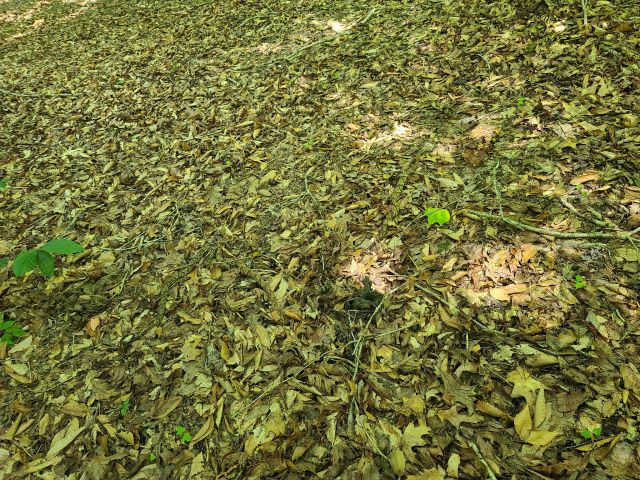 Copperhead Powder Can You Spot the Three Venomous Copperheads Camouflaged Among the ...