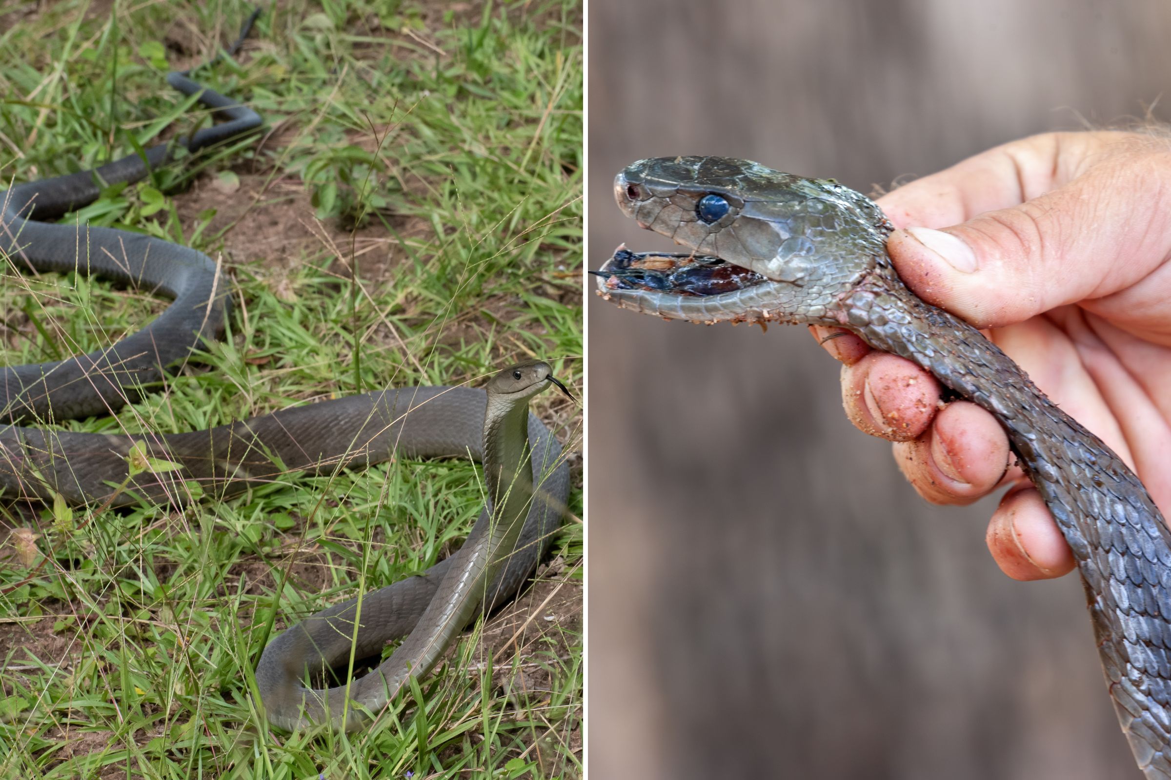 Man Comes Face-to-Face With Deadly 6.5ft Black Mamba During DIY