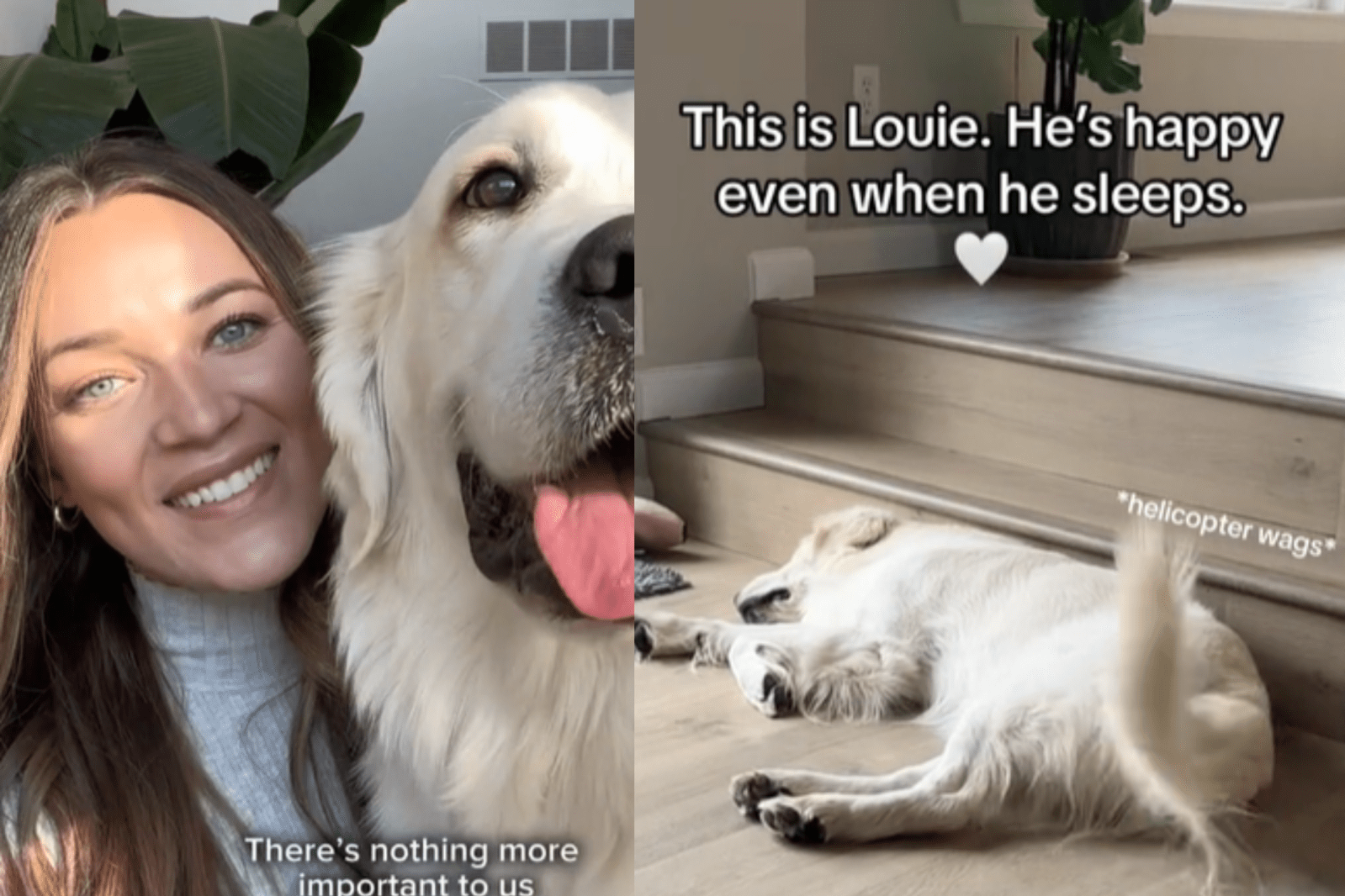 Owner Films Golden Retriever’s ‘Sweet’ Way of Sleeping Since He Was a Puppy, image size:1599x1066