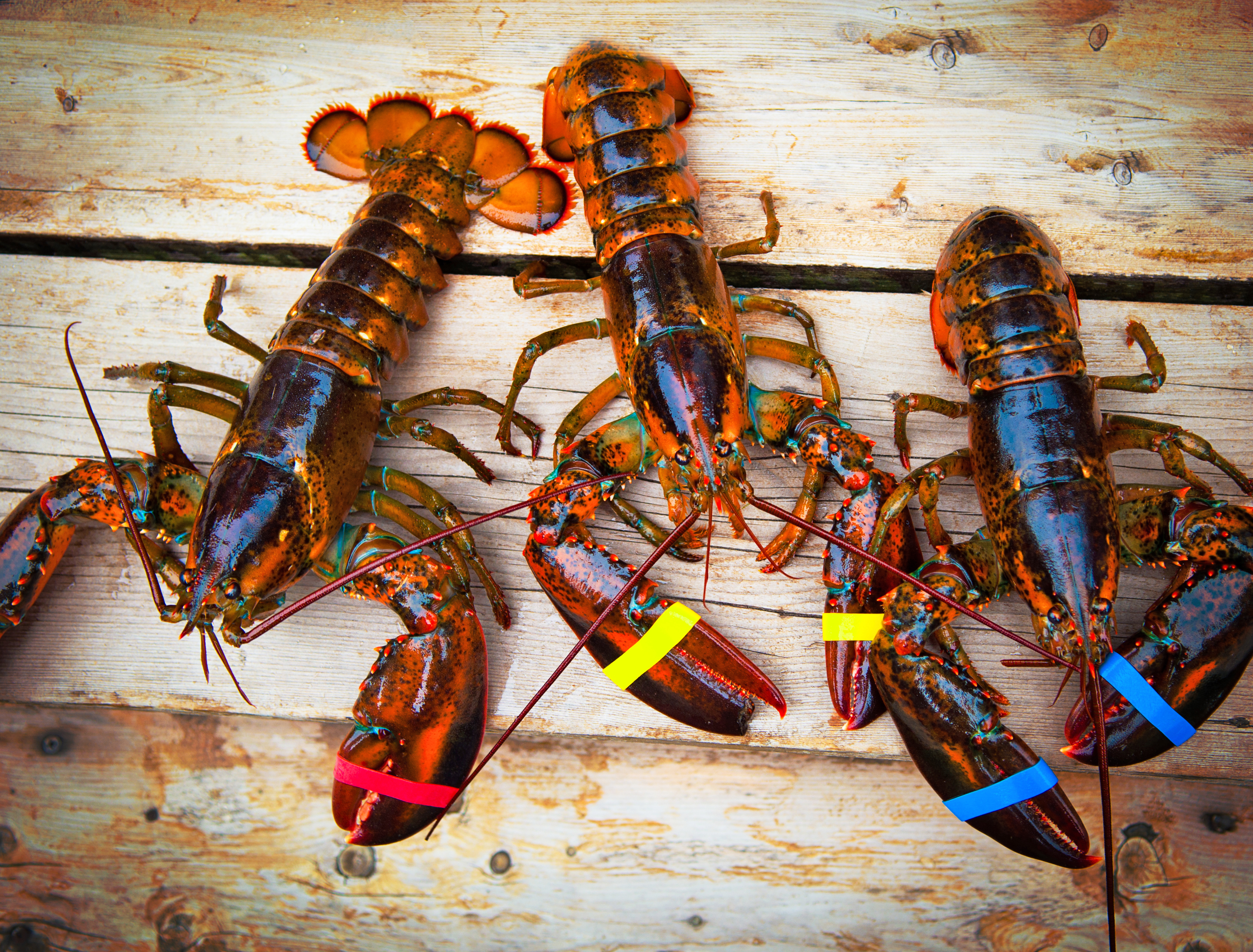 Arkansas Red Lobster Finds Rare Specimen Scientists Want to Study
