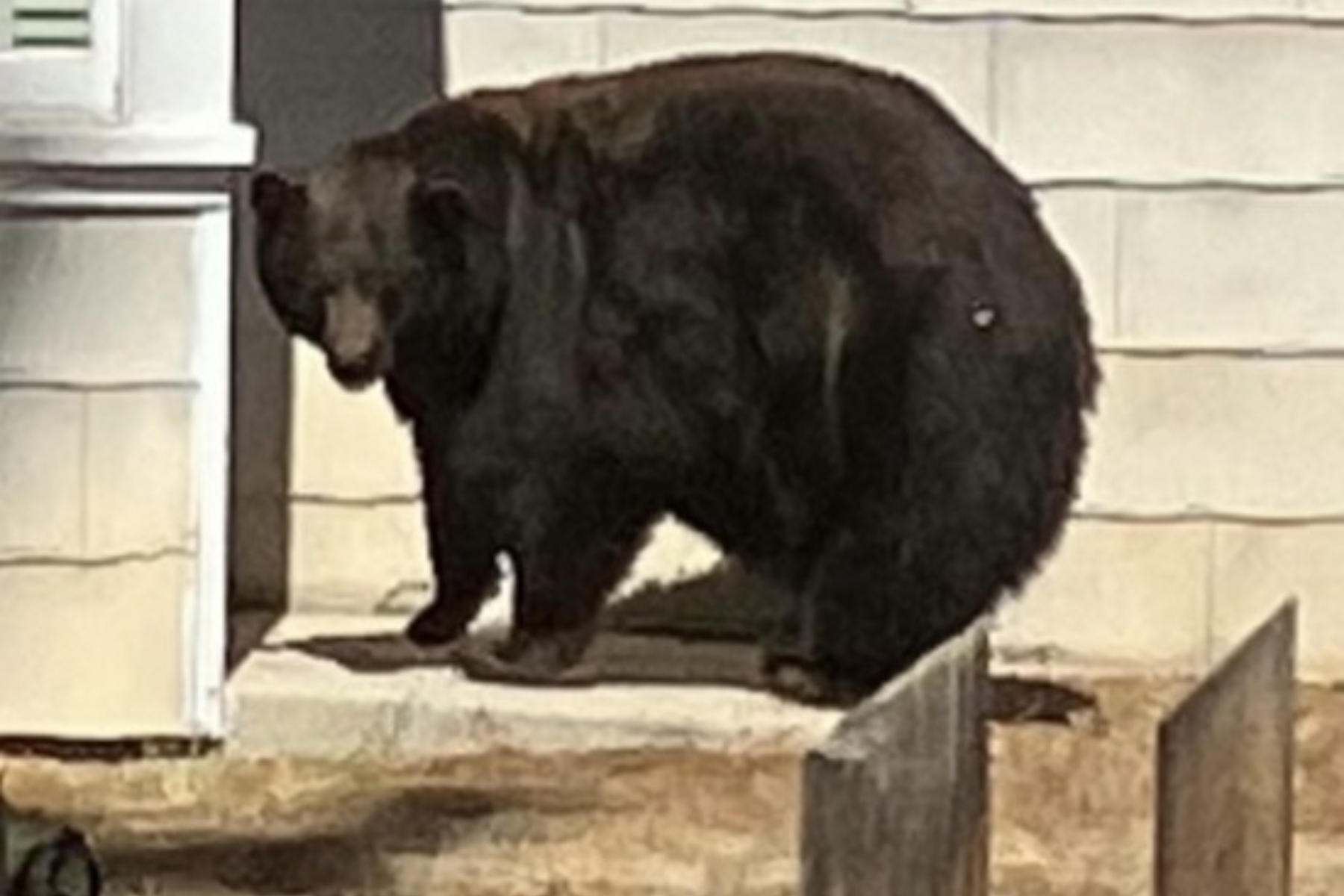 Serial House Invader Bear Thought to Be Infamous 'Hank the Tank