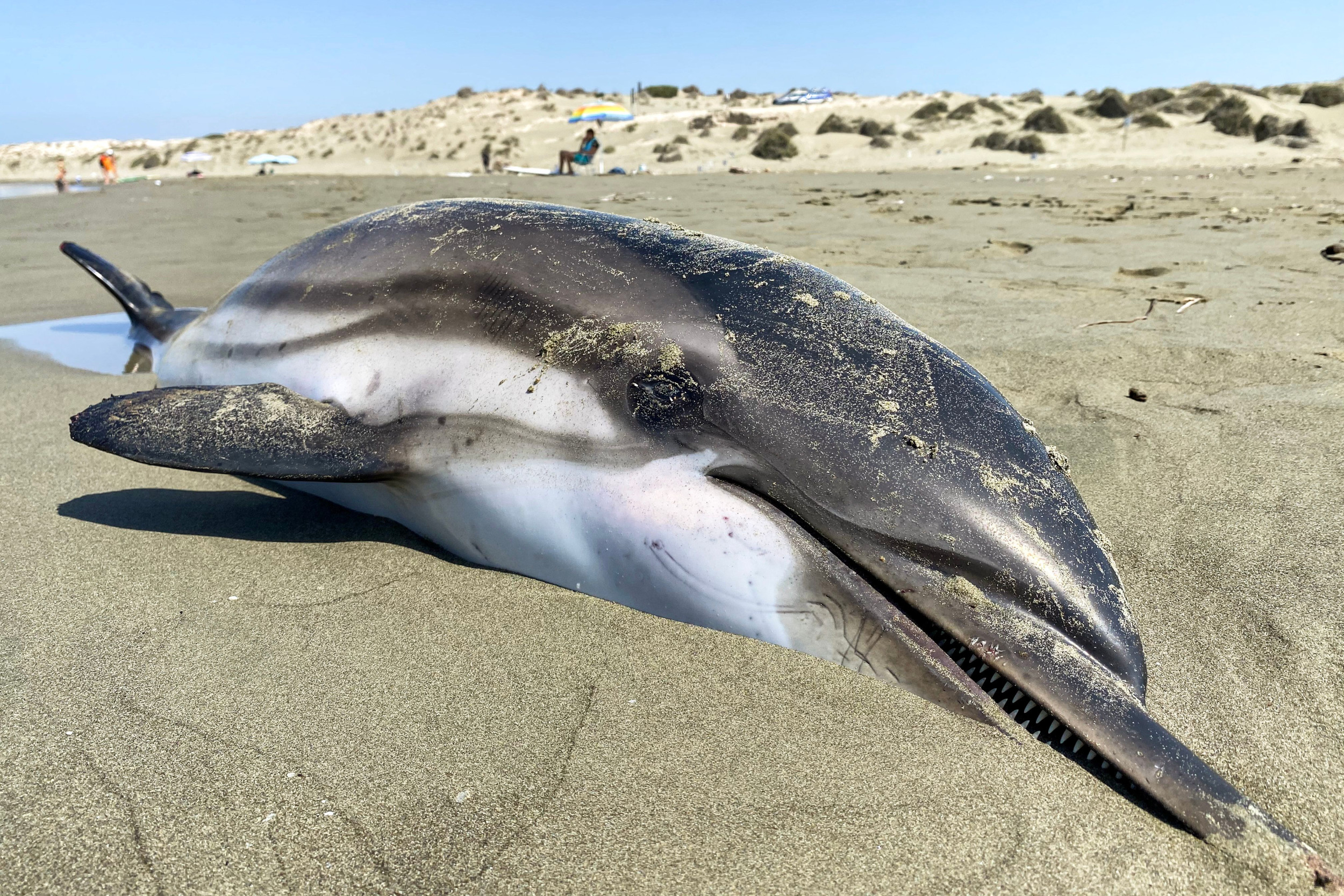 Mystery as Six Dolphins Found Dead on Beach - Newsweek
