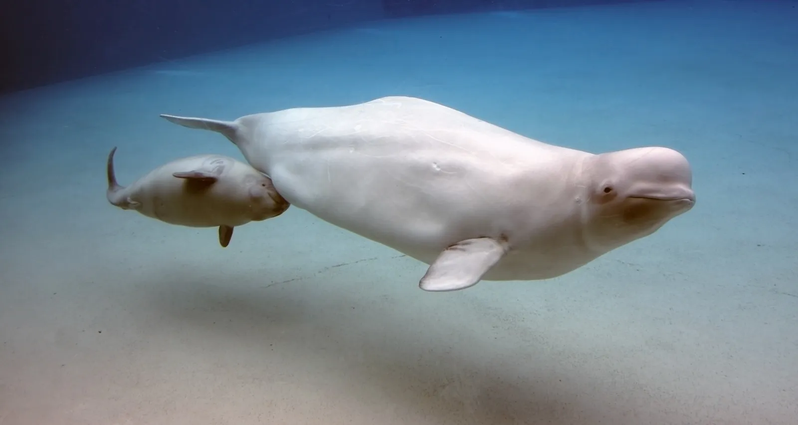 Video Shows Russian Fishermen Rescuing Beached Beluga Whales - Newsweek, image size:1600x853