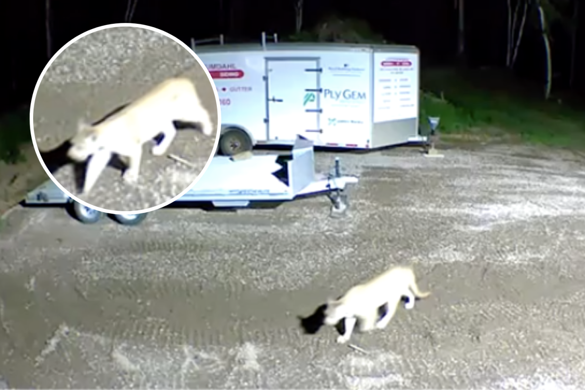 Mountain Lion Seen Walking Through Yard As 2 Other Big Cats Spotted—’Crazy’ - Newsweek