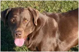 Dog Waiting For Leg Amputation After Being Hit by Car Surprises Everyone