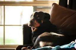 Rottweiler Melts Hearts as He’s Caught Stealing Pacifier From Baby Sister