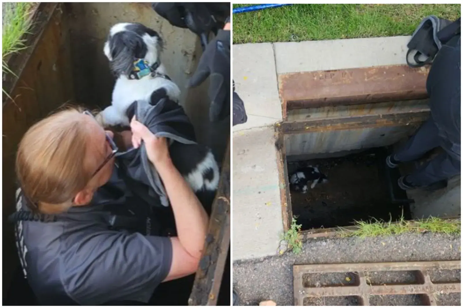 split image of Barkley being rescued